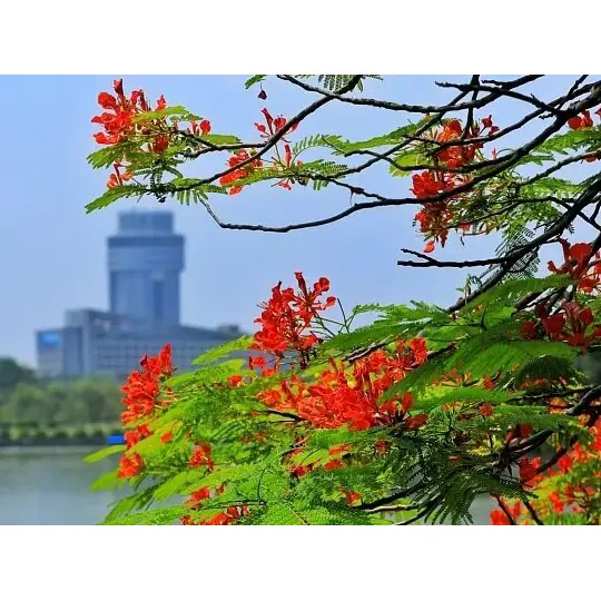 Как Royal Poinciana создает потрясающие тропические пейзажи? Как Royal Poinciana создает потрясающие тропические пейзажи?