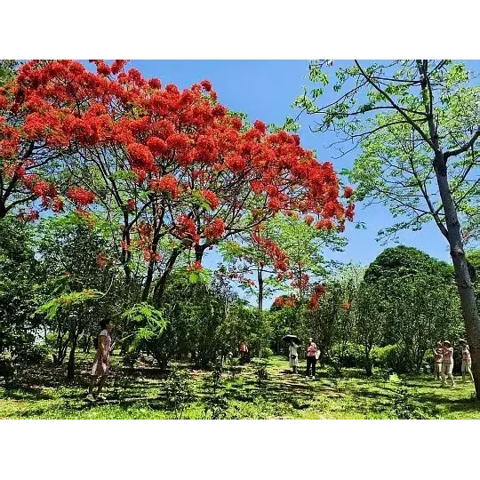 Как горшечные деревья Royal Poinciana расширяют охват рынка для оптовиков растений? Как горшечные деревья Royal Poinciana расширяют охват рынка для оптовиков растений?