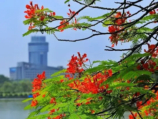 Royal Poinciana Liners