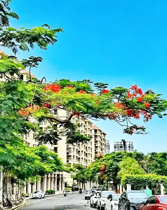 Royal Poinciana Liners