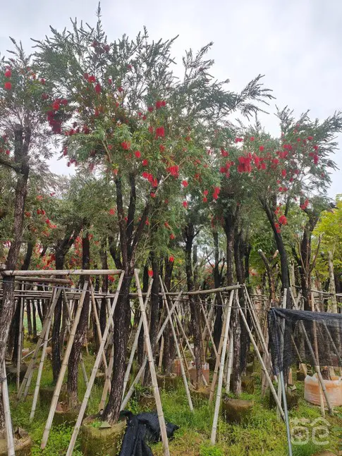 Weeping Bottlebrush Liners