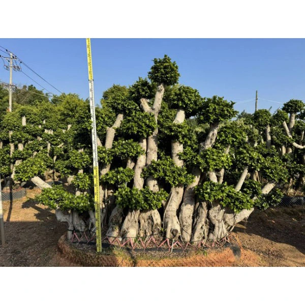 Образец Ficus microcarpa Дерево