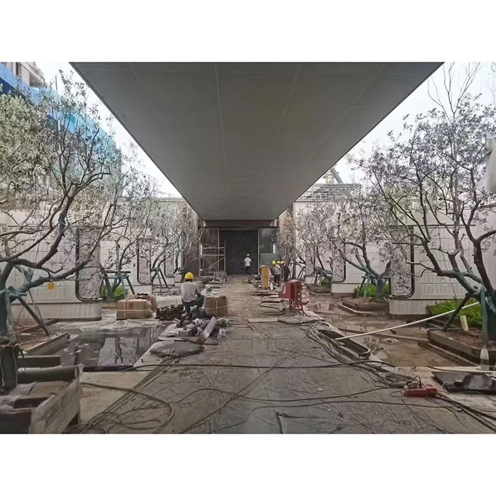 Уличное оливковое дерево